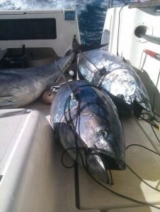 Spend a day out on the Adriatic Sea on a big game fishing trip